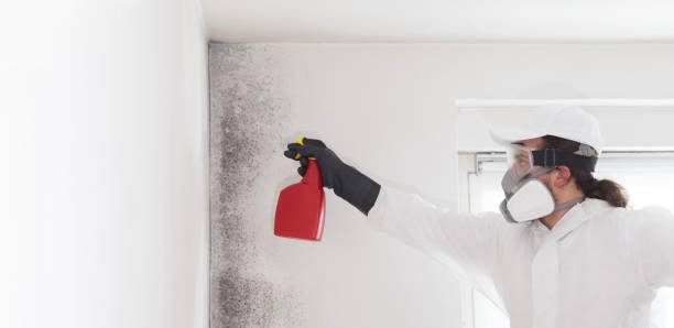 Mold Testing and Removal in Fort Meade, MD