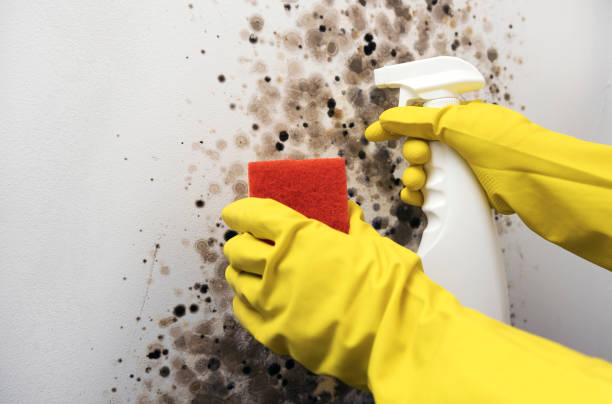 Office Mold Removal Services in Fort Meade, MD